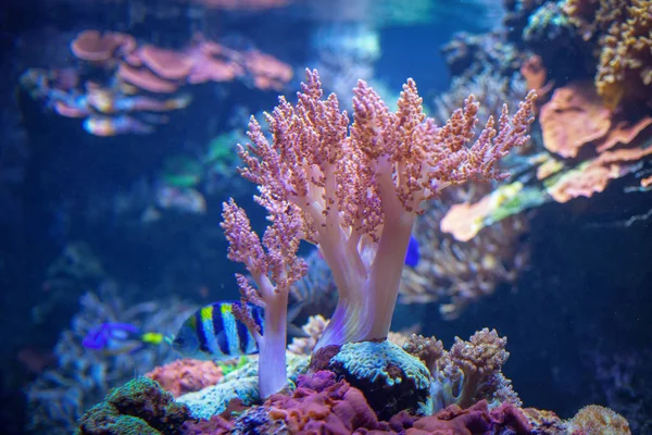 Vacker Undervattensvärld Med Färgglada Alger — Stockfoto