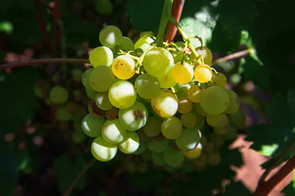 Mûr Raisins Juteux Sur Vigne Dans Jardin — Photo