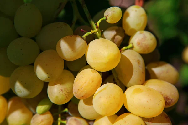 Słodkie Złote Winogrona Ogrodzie — Zdjęcie stockowe