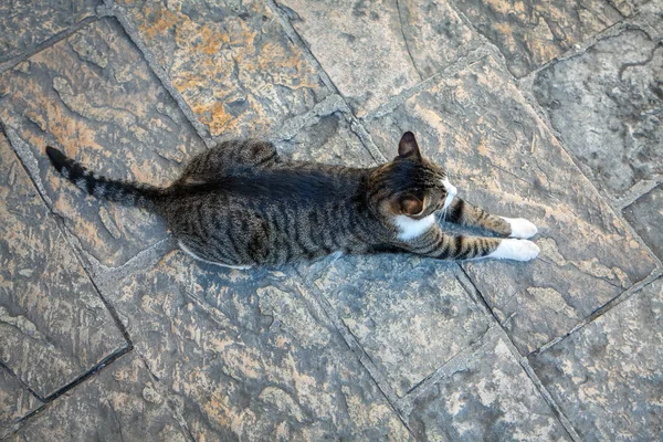 보도에 고양이의 상단보기 — 스톡 사진