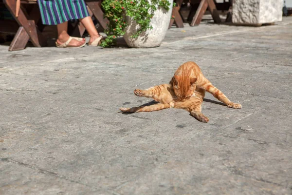 Carino Gatto Rossiccio Piedi Sul Marciapiede — Foto Stock