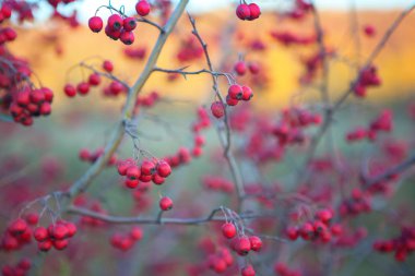  sonbaharda alıç ağaçlarının kırmızı meyveleri 