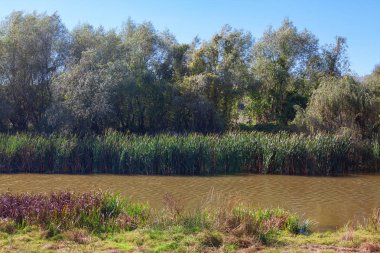 nehir kıyısında yeşil sazlık ile sahne 