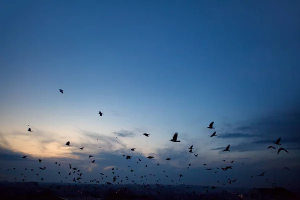 flock of crows flying over the city in the evening