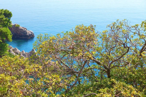 Vista Las Ramas Árboles Exóticos Mar Azul — Foto de Stock