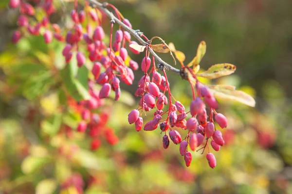 Red Berries Branch Autumn — Stock Photo, Image