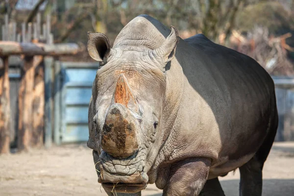 Portrait Rhinocéros Dans Zoo — Photo
