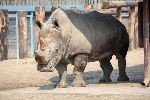 Puissant Rhinocéros Mâle Dans Zoo — Photo