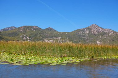 Skadar Gölü Vahşi Yeşil Doğa