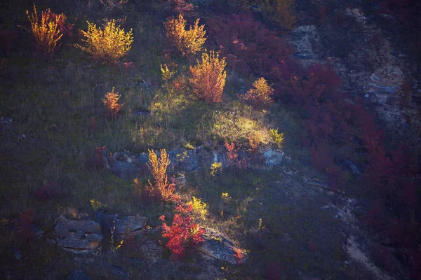 秋天山上生长着五彩缤纷的树 — 图库照片