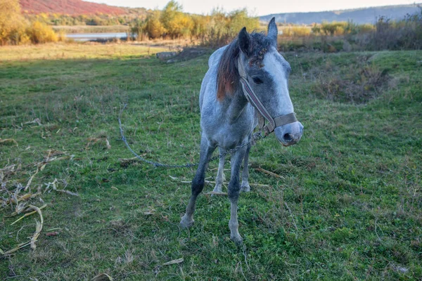 牧草地にいる若い馬の肖像画 — ストック写真