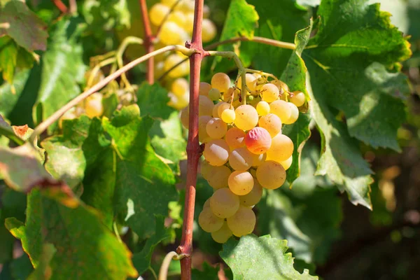 Raisins Blancs Juteux Mûrs Sur Jardin — Photo