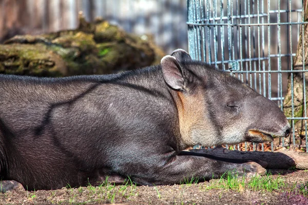 Tapir Baird Especies Latinoamericanas Tapir — Foto de Stock