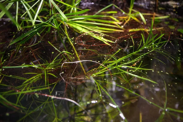 Yağmur Ormanlarındaki Çimlerin Makro Görüntüsü — Stok fotoğraf