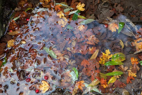 Hojas Coloridas Otoño Agua Transparente — Foto de Stock