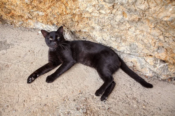 Adorabile Gatto Nero Sdraiato Terra — Foto Stock