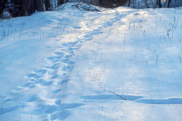 Cenário Inverno Com Pegadas Neve — Fotografia de Stock