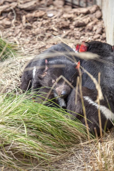 Diabeł Tasmański Mięsożerny Torbacze Rodziny Dasyuridae — Zdjęcie stockowe