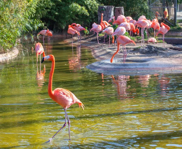 Стая Фламинго Экзотическом Парке — стоковое фото