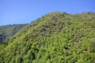 Yeşil orman ve dağlı doğal manzara