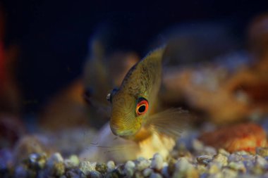 Şeffaf suda büyük gözleri olan balıkları kapat. 