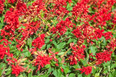 Parkta yetişen kırmızı salvia çiçekleri 