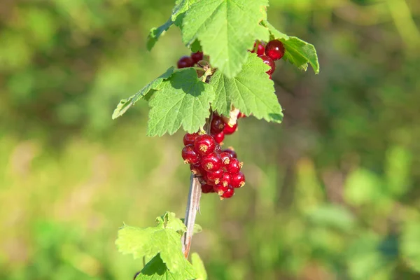 Fresh Currant Red Berries Garden — Stock Photo, Image