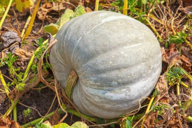 Bahçede büyüyen gri balkabağı 