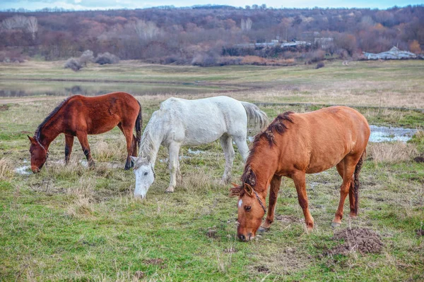 three horses grazing on the meadow after the rain