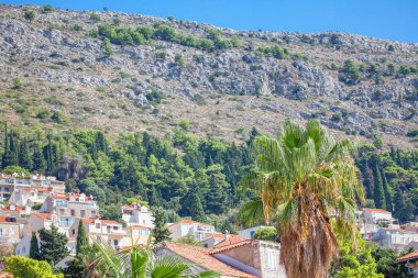 Dubrovnik Hırvatistan 'da palmiye ve dağ manzarası 