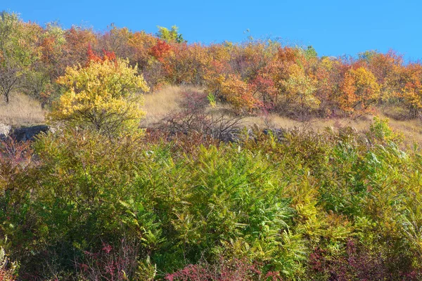 colorful trees in the fall against blue sky