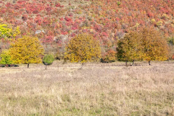 Parque Otoñal Árboles Coloridos Creciendo Cerca Una Gran Colina —  Fotos de Stock