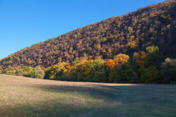 autumnal nature with colorful trees on the hill