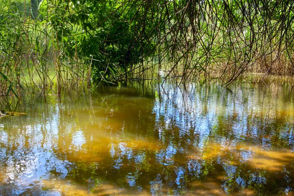 Sombra Água Lago Natureza Selvagem Com Ramos — Fotografia de Stock