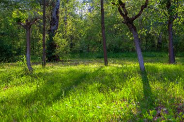 Yaz ormanında güneş ışığı alan yeşil çayır.
