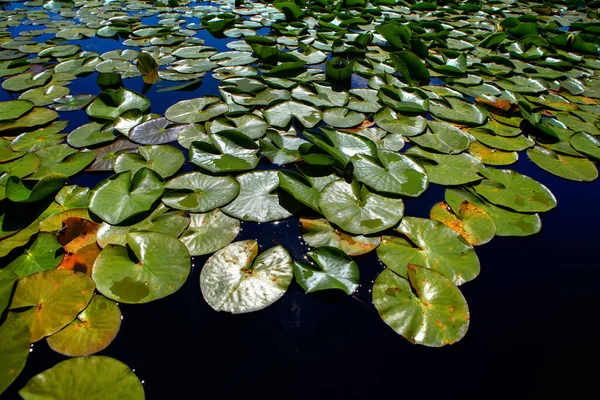 Natural Water Lily Pond — Stock Photo, Image