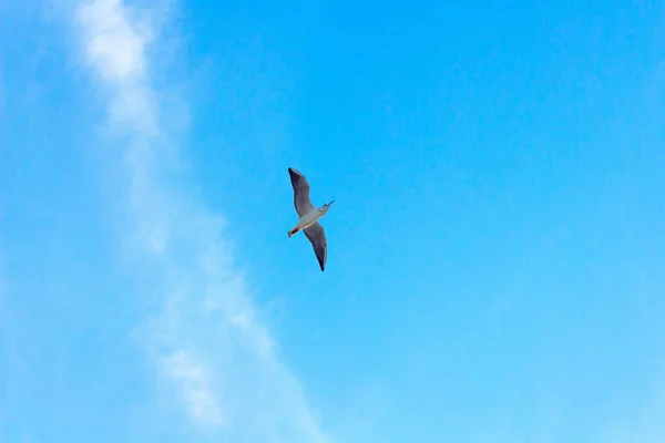 Планирование Чайки Раскинутыми Крыльями — стоковое фото