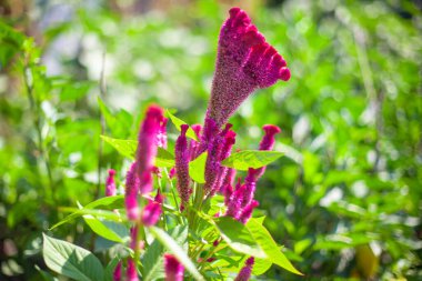 Cristata del Celosia çiçekleri bahçede 
