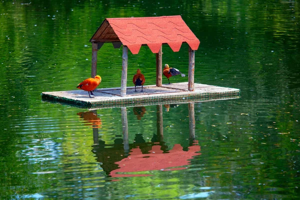 Aves Alimentador Flotante Lago —  Fotos de Stock