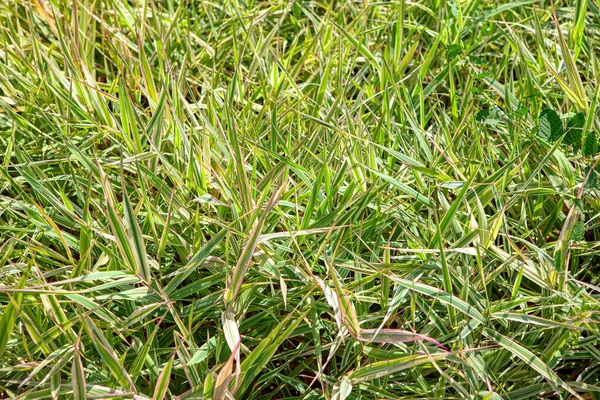 Variegated Green Reed Growing Bog — Stock Photo, Image