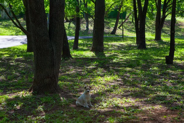 Yeşil Yaz Parkında Köpek Yavrusu — Stok fotoğraf