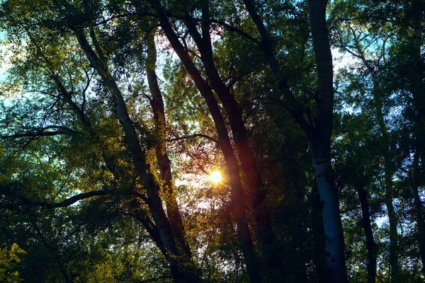 Sunbeam Branches Trees — Stock Photo, Image