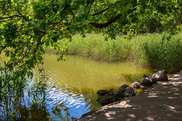 Natureza Verão Margem Lago Com Sombra — Fotografia de Stock