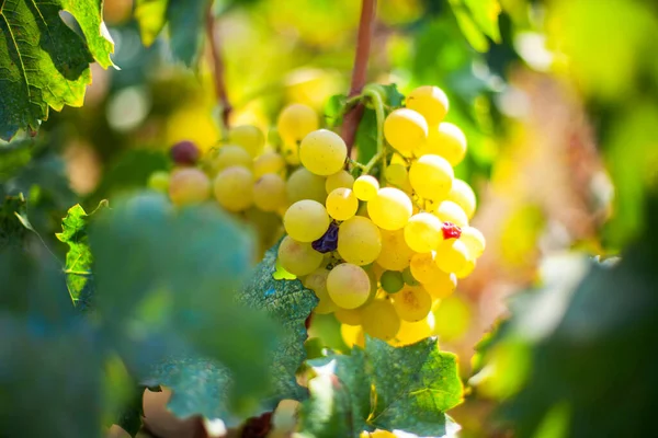 Dojrzałe Winogrona Winnicy Produkcji Białego Wina — Zdjęcie stockowe