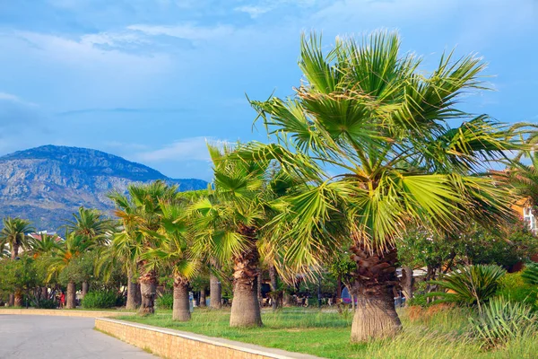 Promenáda Palmami Pěší Ulice Tropickém Pobřeží — Stock fotografie