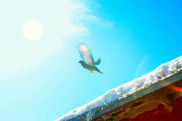 dove flying at sky with sundial , melting snow at the roof