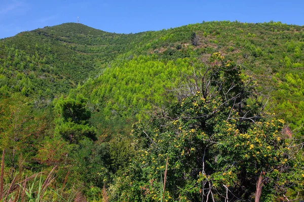 Grüne Berglandschaft Und Tropische Bäume — Stockfoto