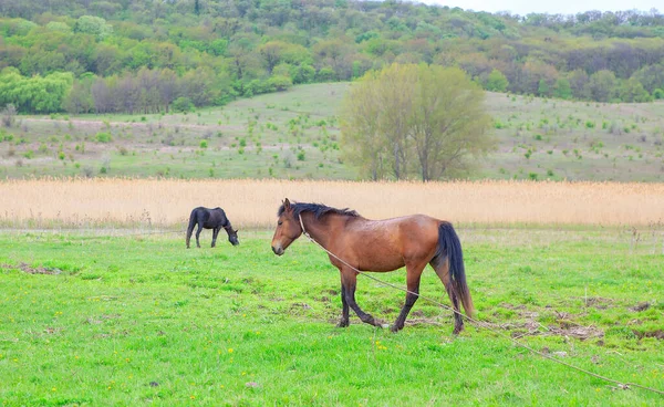 有马的绿色草地 有家畜的乡村风景 — 图库照片