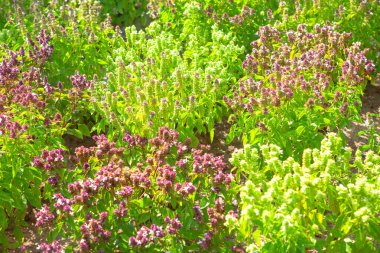 Tarlada ekilmiş fesleğen çiçekleri