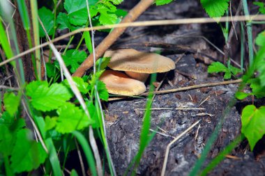  Ormanda büyüyen mantarlar 